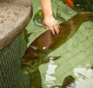 MyAquaticDiary