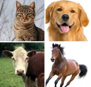 ANATOMIA VETERINARIA - La huellita de Diana