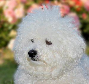 Bichon Frise