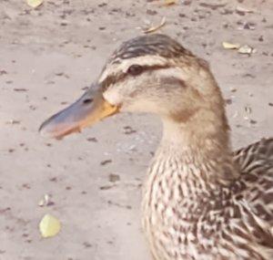 Ente Music Archive