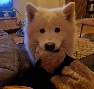 Samoyed Raya