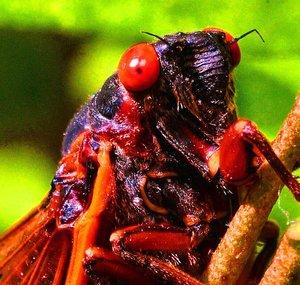cicada mode