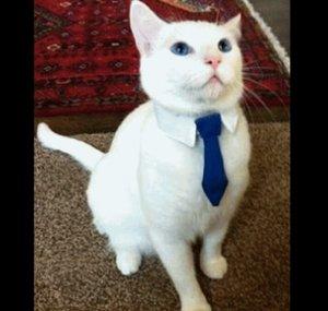 🐈Mr Renovatio🐈
