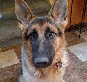 Theshepper