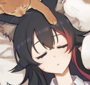 FloofAddict