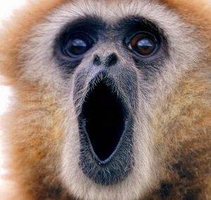 Gibbon Fortress 2