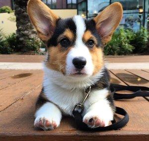 Great Gatsby the Corgi