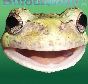 bufothetoad1