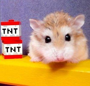 Major Hamster & Friends