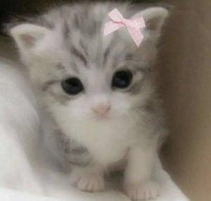 Muyu-P