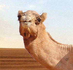 Arab Man Reacts