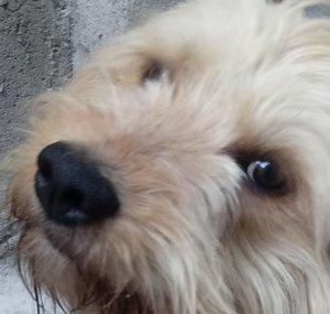Cachorro Latidor