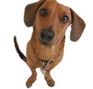 Harley the Dachshund