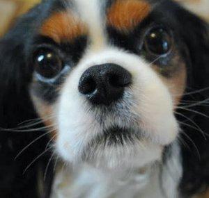 Rowley the Cav