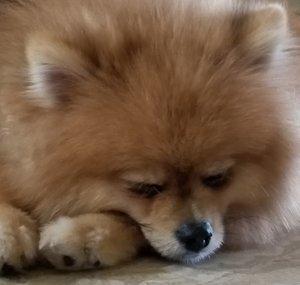 Sleepydog Construction