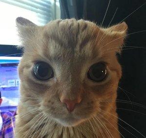 SubiCat