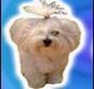 AlbiTheMaltese