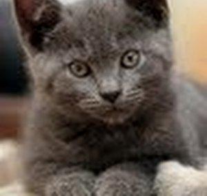EL Gatito Revelde