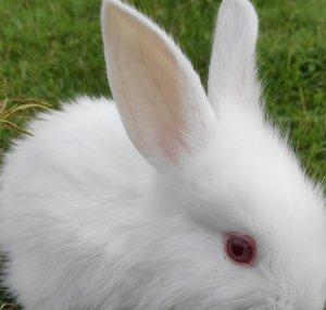 HoneyBunny Go