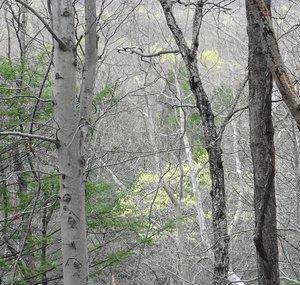 nature Calms mind