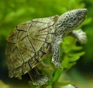 turtlesbest