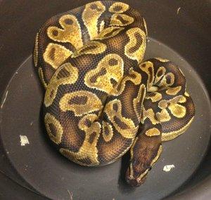 BrazosReptiles