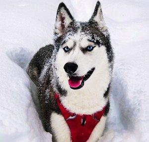 Ms. Laika The Husky