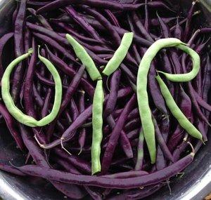OYR Frugal & Sustainable Organic Gardening