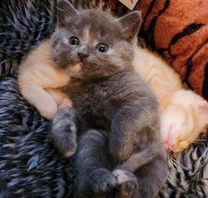 Quake & Tigra The Cutest Kittens In The Woorld! 
