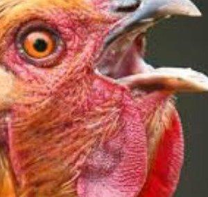 Chicken Nation