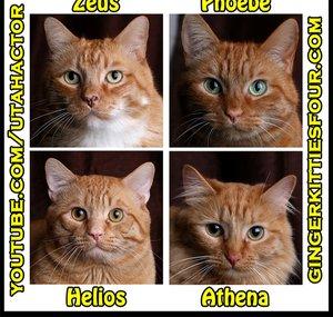 Ginger Kitties Four