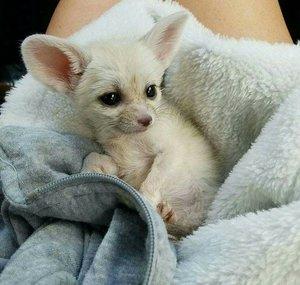 Lucy the Fennec Fox