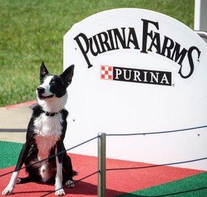 Purina Farms