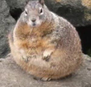 RaidBossRodent