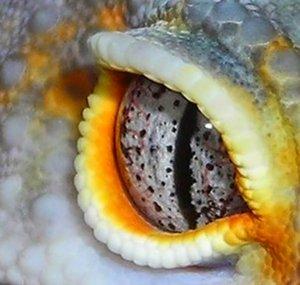 SaSobek Reptiles