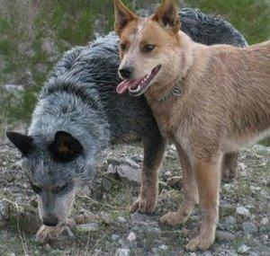 CattleDogLife