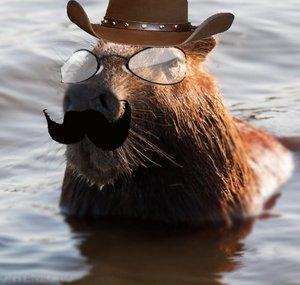 Its Capivara
