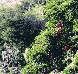 Nature Casual