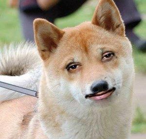 NotDeceasedYeast