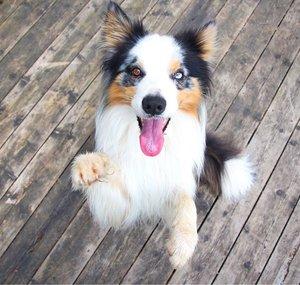 BorderCollieAsh