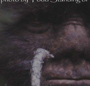 Discovering Bigfoot