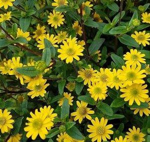 Florestinha da Montanha