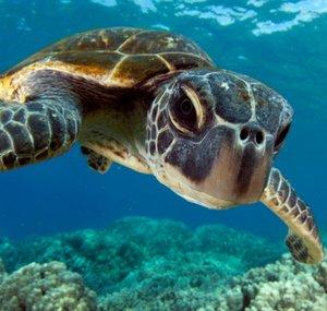 Kona Honu Divers