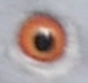 Pigeons of New York