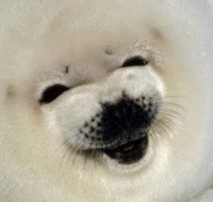 Sealy Boii