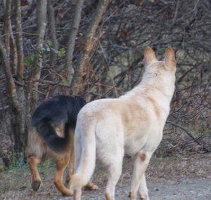 sheps4her