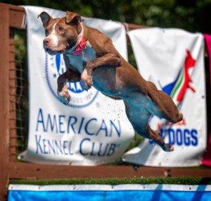 staragility