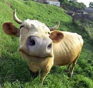 WeAreSapi