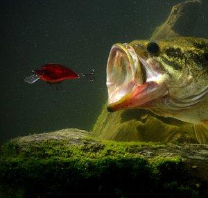 Fish Nation