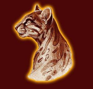 Leopardus91